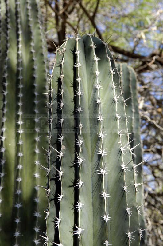 Hecho- A Common Sight in Desert