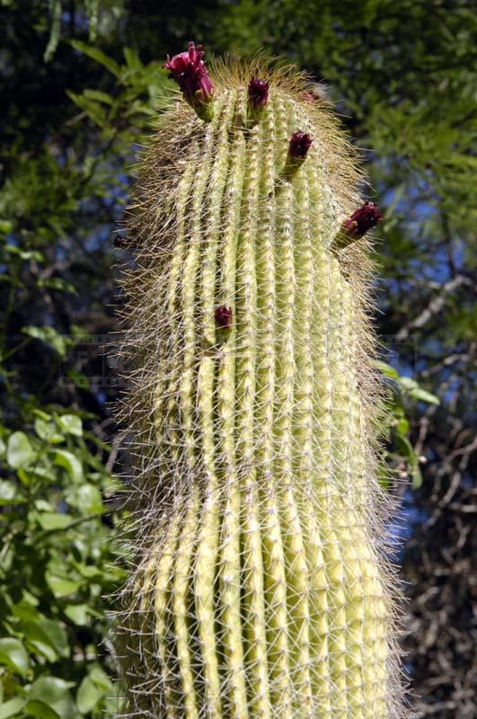 Cactus Blooming with Beautiful Flowers