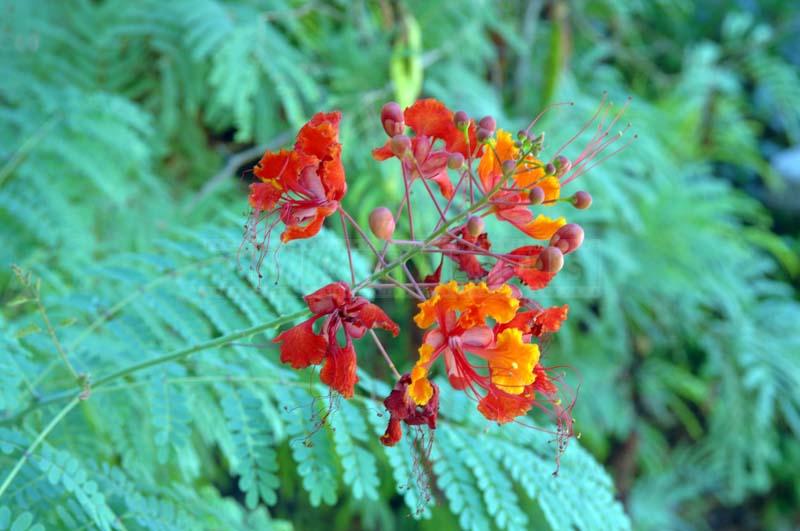 Beautiful Red Bird Of Paradise