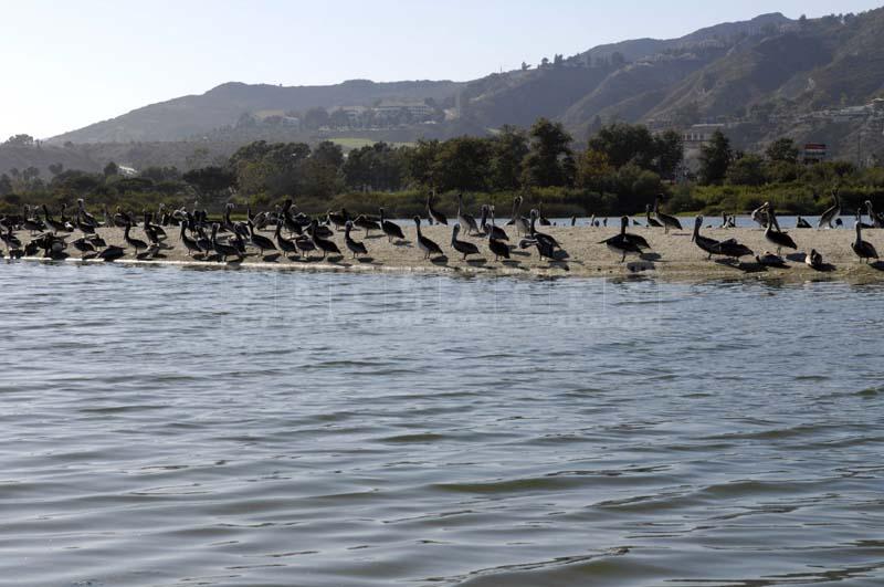 Colony of California Brown Pelicans at Malibu Lagoon, bird picture