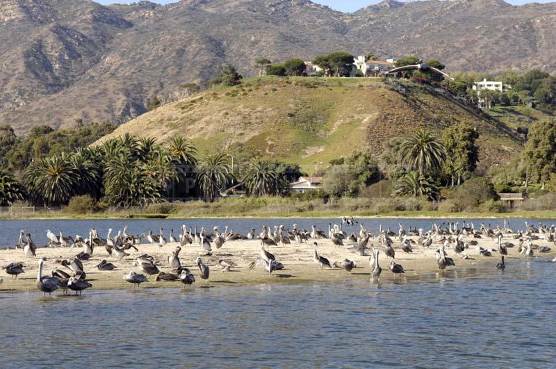 California Brown Pelicans Colony, nature picture