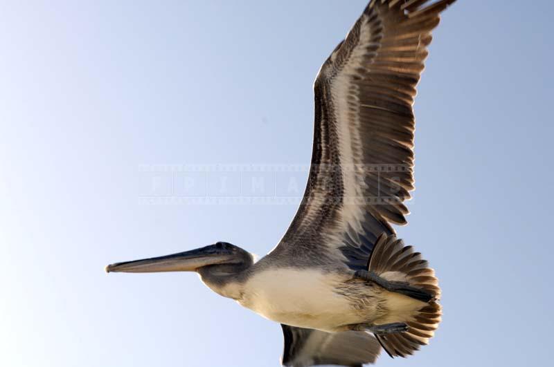 Backlit brown pelican flying at Malibu Lagoon