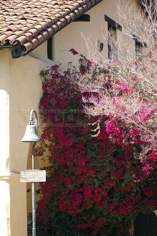 Flowering Bougainvillea Plant