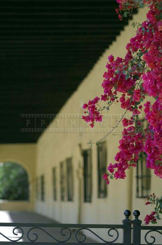 Pretty View of the Bougainvillea, pictures of flowers