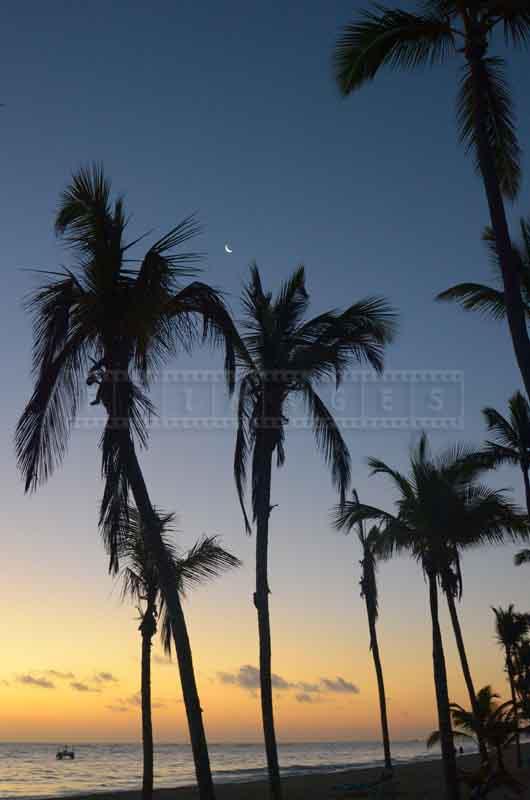 Coco trees silhouettes and crescent of the moon just before the sunrise