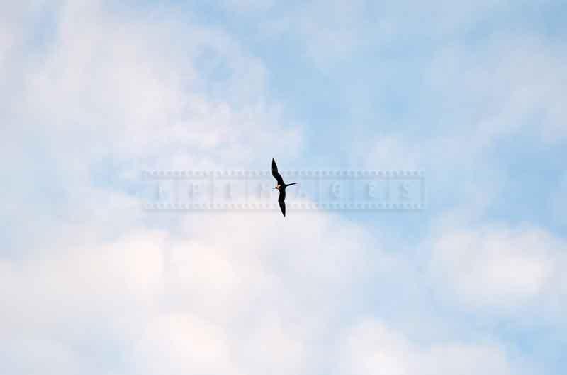 Frigate bird flying high in the skies