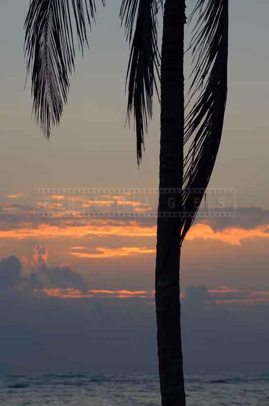 Palm trees and the ocean sunrise