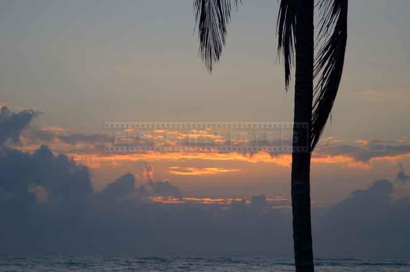 Palm tree and the ocean sunrise