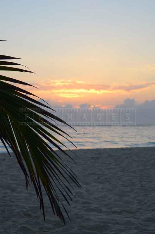 Palm tree and the ocean