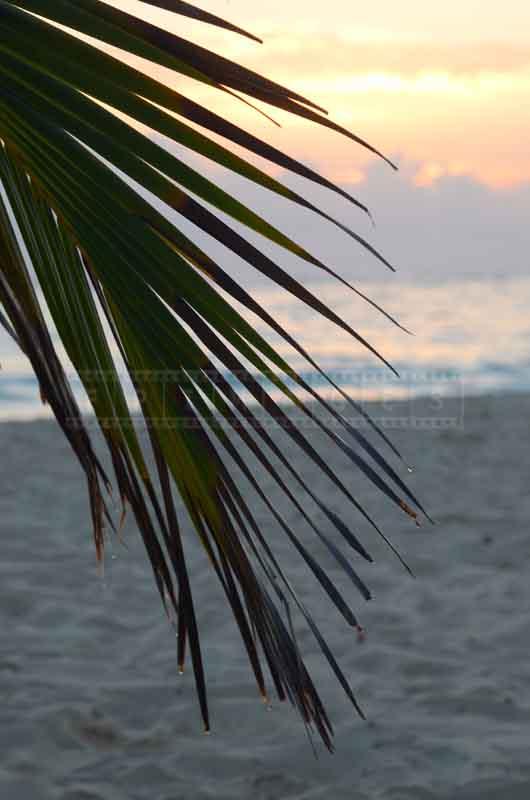 Palm tree on the beach