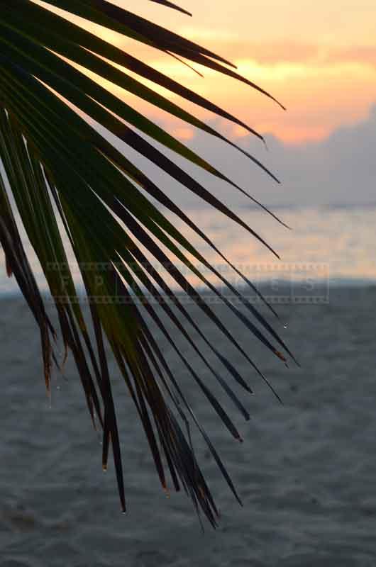 palm tree leaf, beach