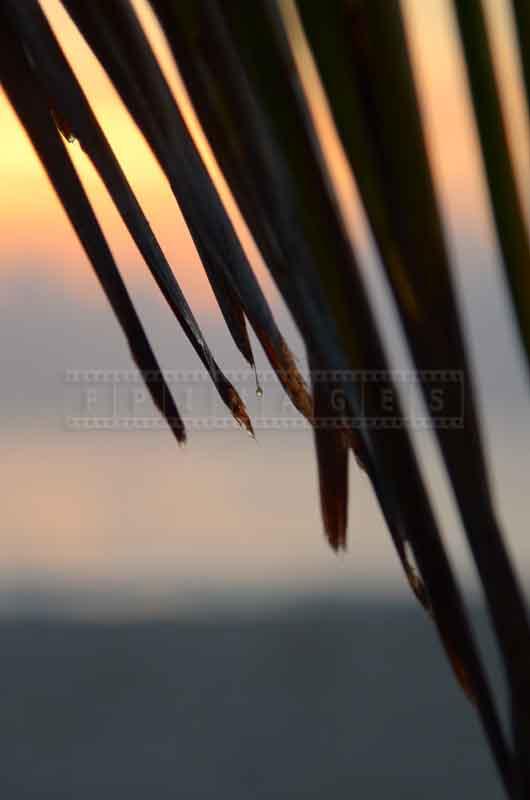 palm tree, atmospheric image