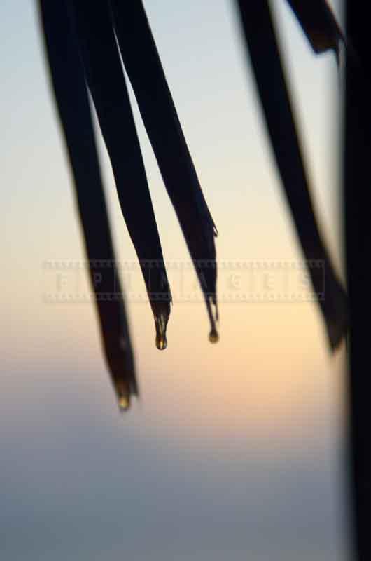 Morning dew on the palm tree, nature pictures