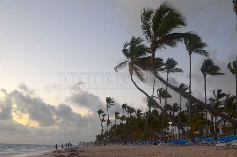 Early morning and wind swept palm trees