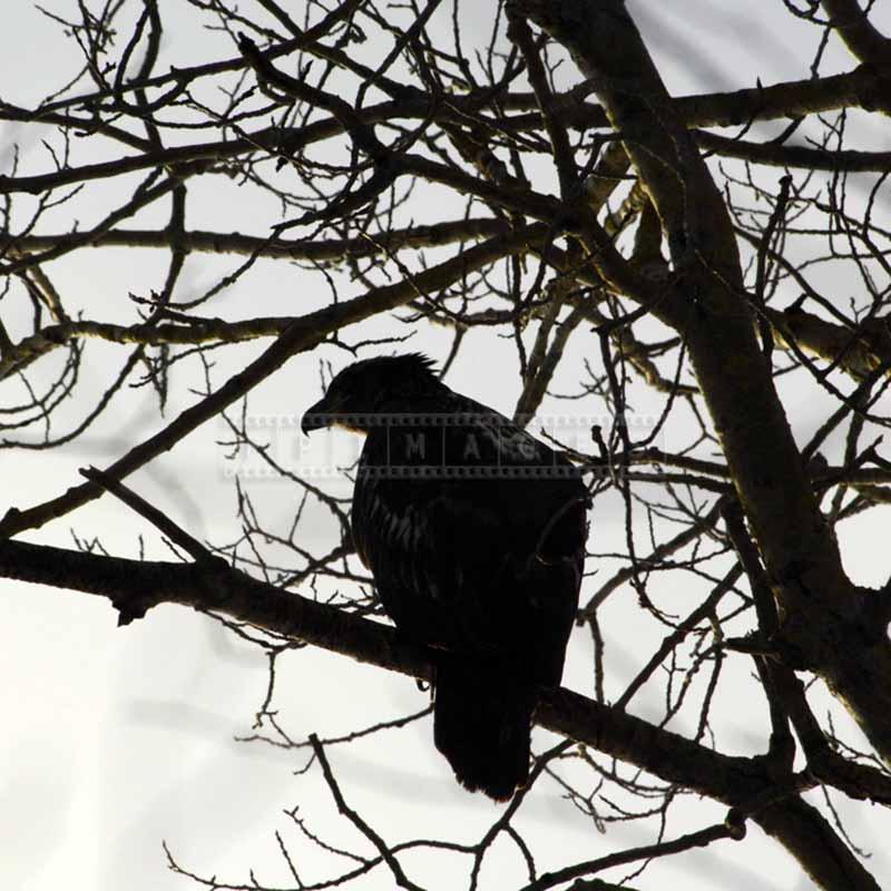 Silhouette of a bald eagle