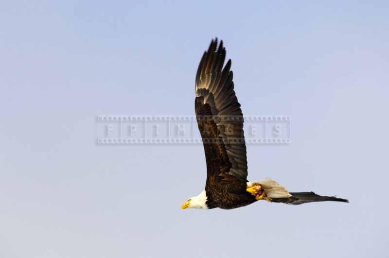 Flying bald eagle