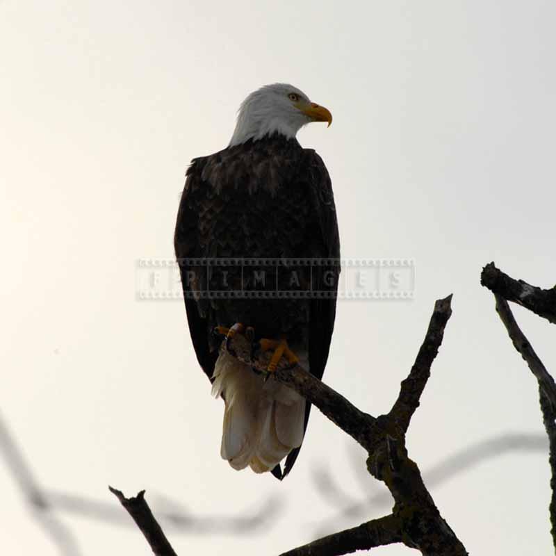 Bald eagle bird of prey sitting on a branch