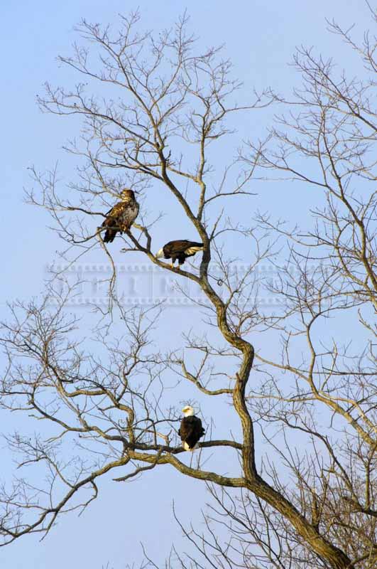 Three eagles on the tree