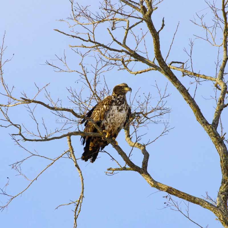 Young bald eagle Haliaeetus leucocephalus