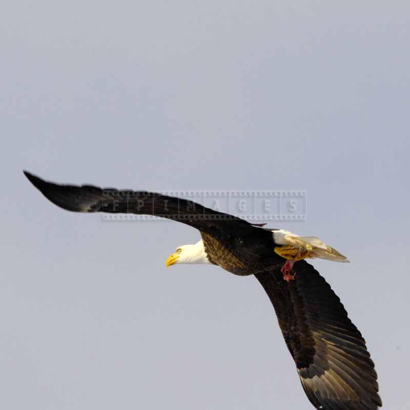 Eagle flying with chicken meat in his claws