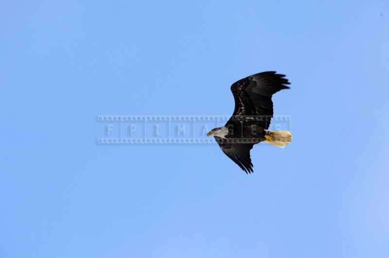 Flying bald eagle