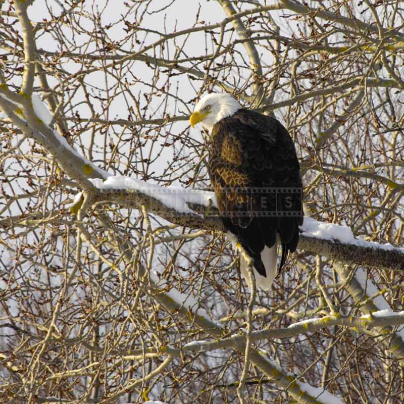 Eagle perched on a snow covered tree