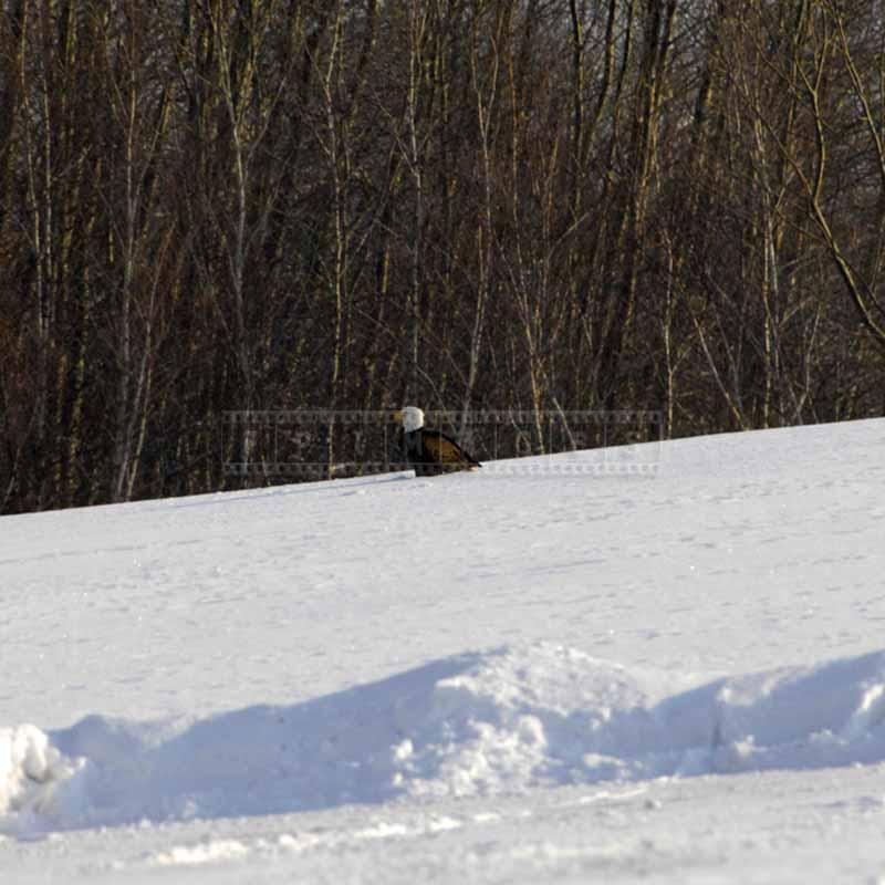 Eagle looking for food in the snow