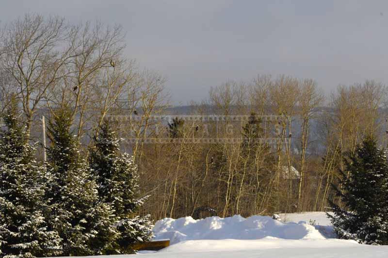 View of the tree grove with bald eagles