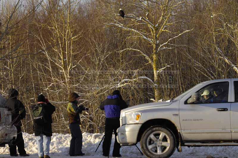 Bald Eagles annual watch at Sheffield Mills