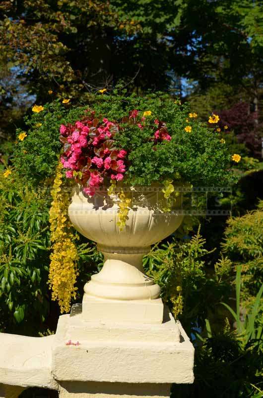 Stone urn with beautiful blossoms