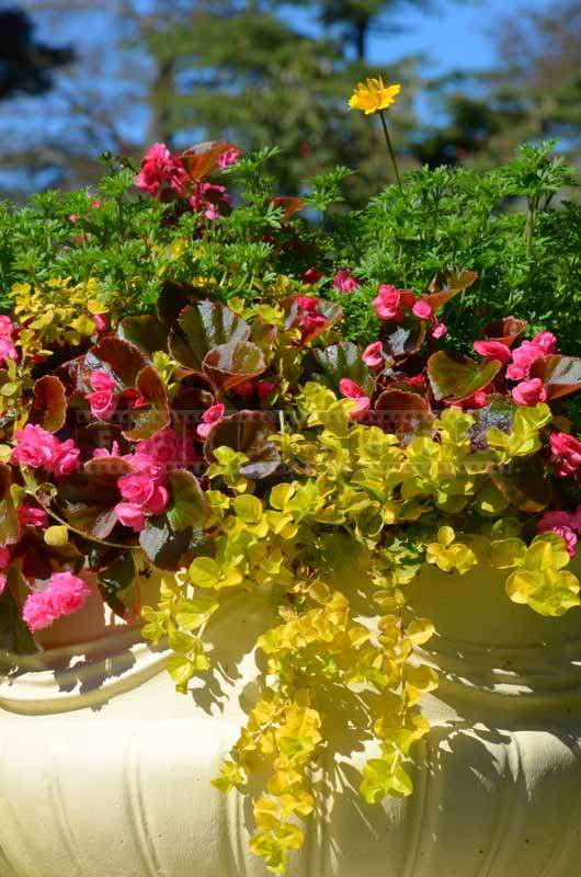 Red and yellow begonias