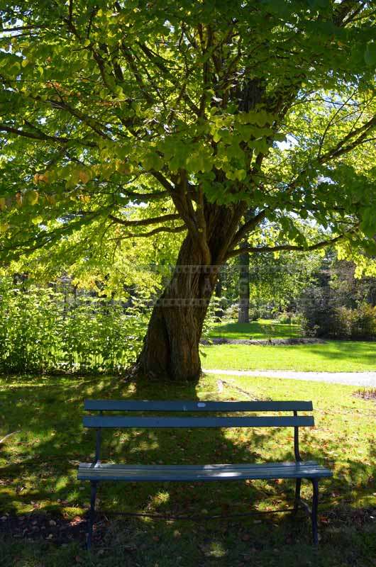 A Bench in the Shade