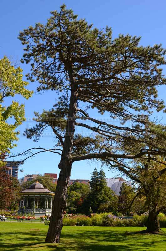 Old Windswept Pine Tree