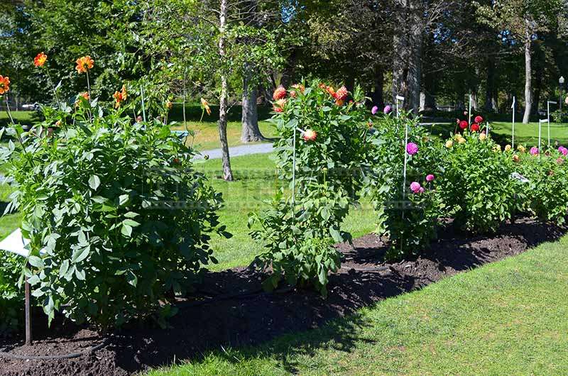 Dahlia exhibit at the Public Gardens