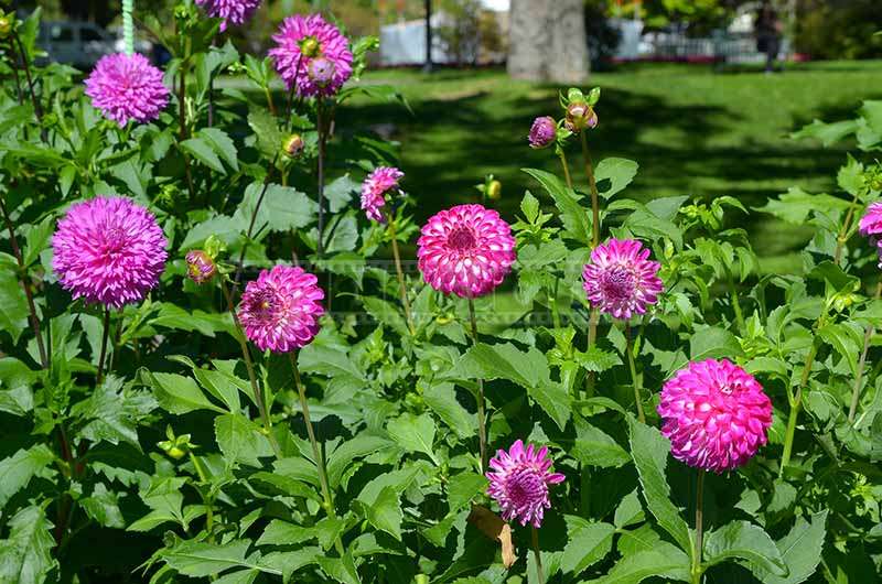 Blooming Dahlia at the Public Gardens in September