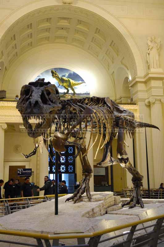 Well preserved dinosaur bones of T-Rex Sue at Field Museum