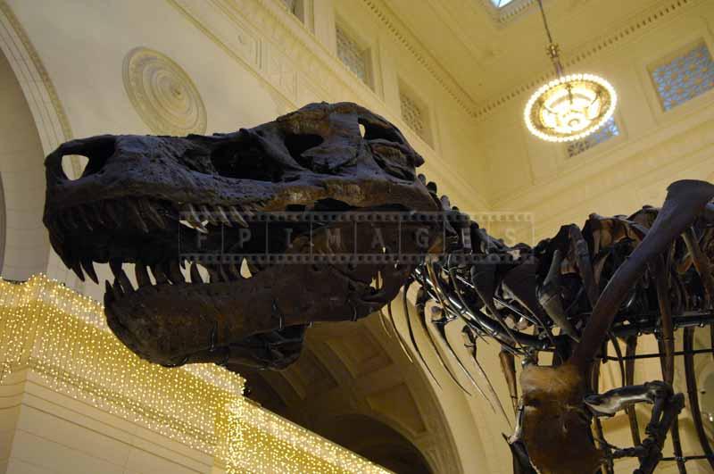 Giant head of the dinosaur at Field museum, dinosaur bones