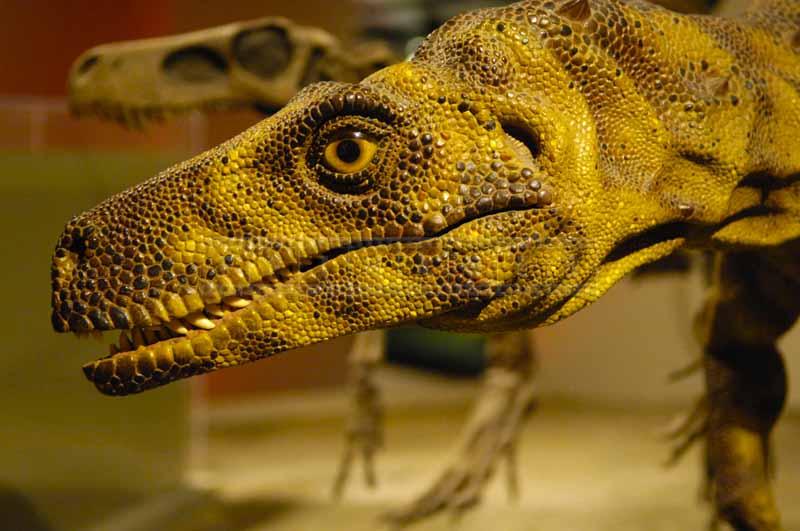 Close up image of dinosaur replica at field museum