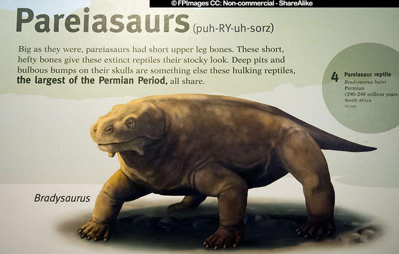 Bradysaurus - stocky reptile dinosaur, free image