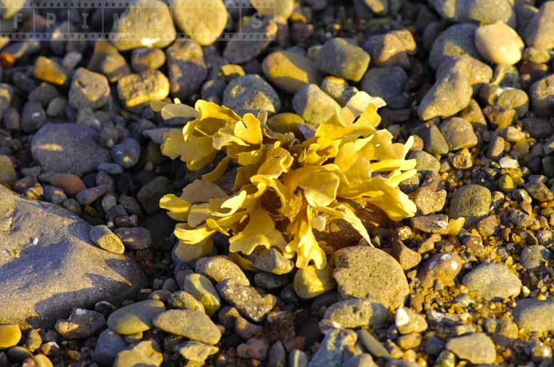 Seaweed on the beach at low tide