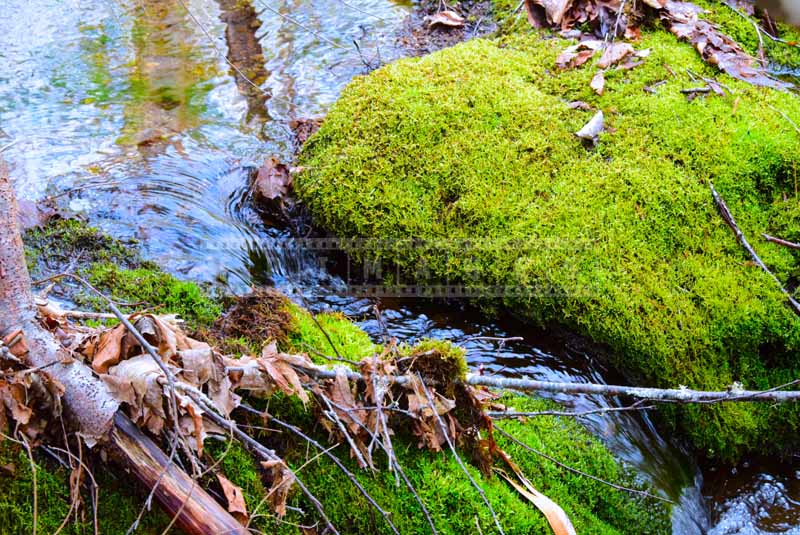 Nova Scotia hiking trails, water images