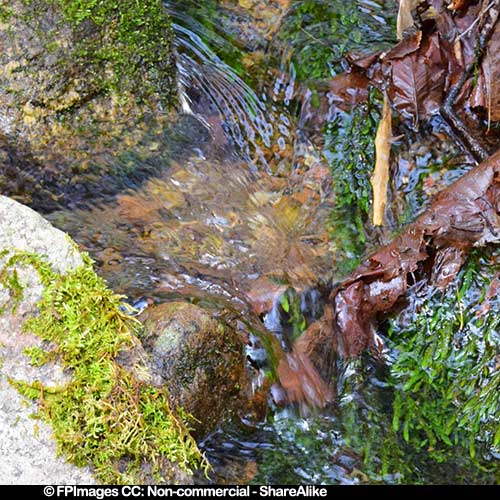 Small forest brook - nature pictures