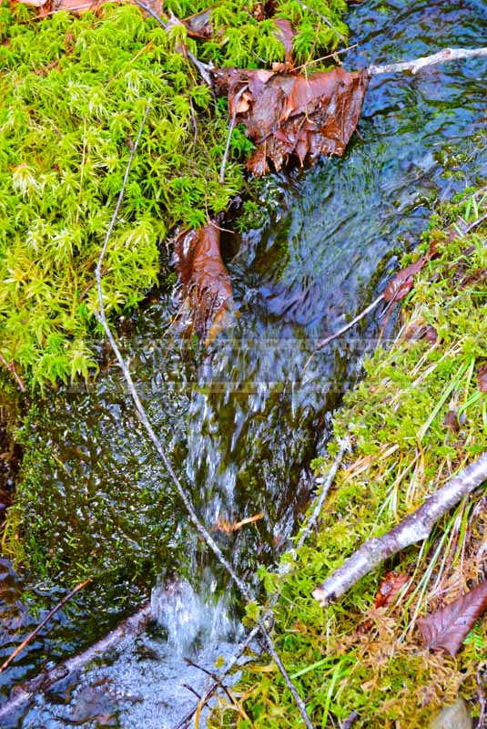 Sphagnum moss and forest brook, water images