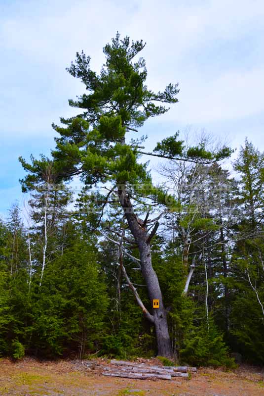 Old pine tree, Nova scotia nature pictures