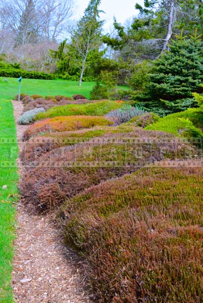 Heather bushes at botanical gardens in nova scotia, spring