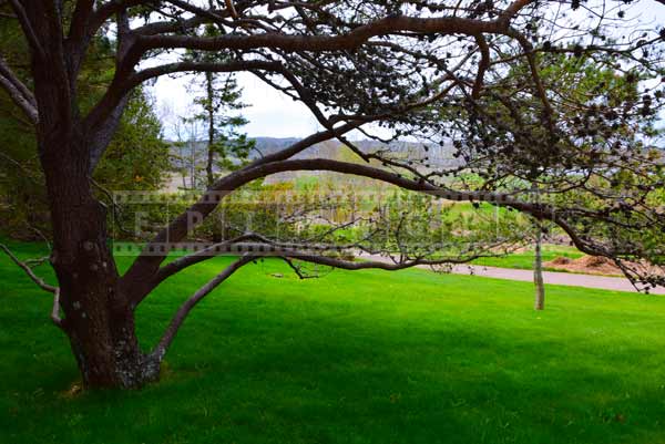 Pine Tree sweeping branches, landscape photography