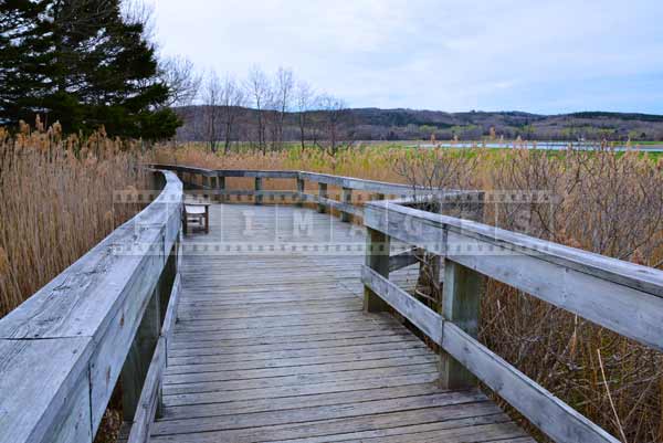 Boardwalk passing above Norfolk Reed also known as elephant grass