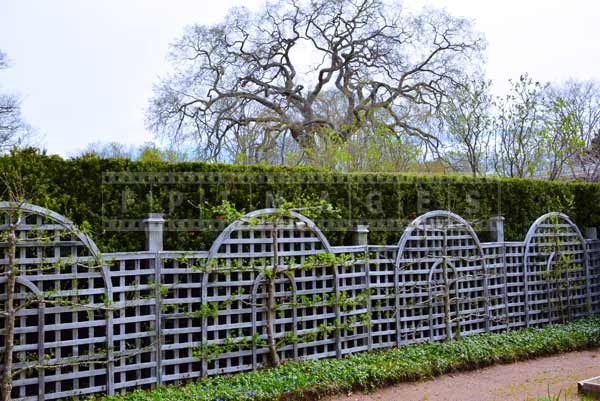 Spring Images, hedge with evergreens and trellis