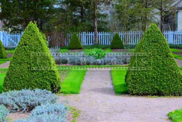 Pyramid shaped bushed in Knot Garden