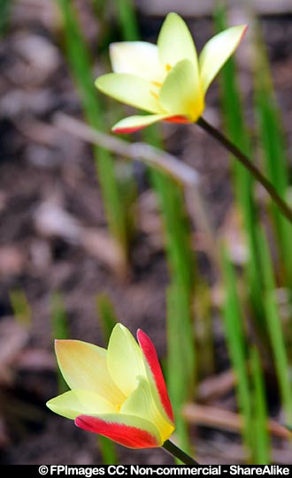 Tulips yellow red flowers